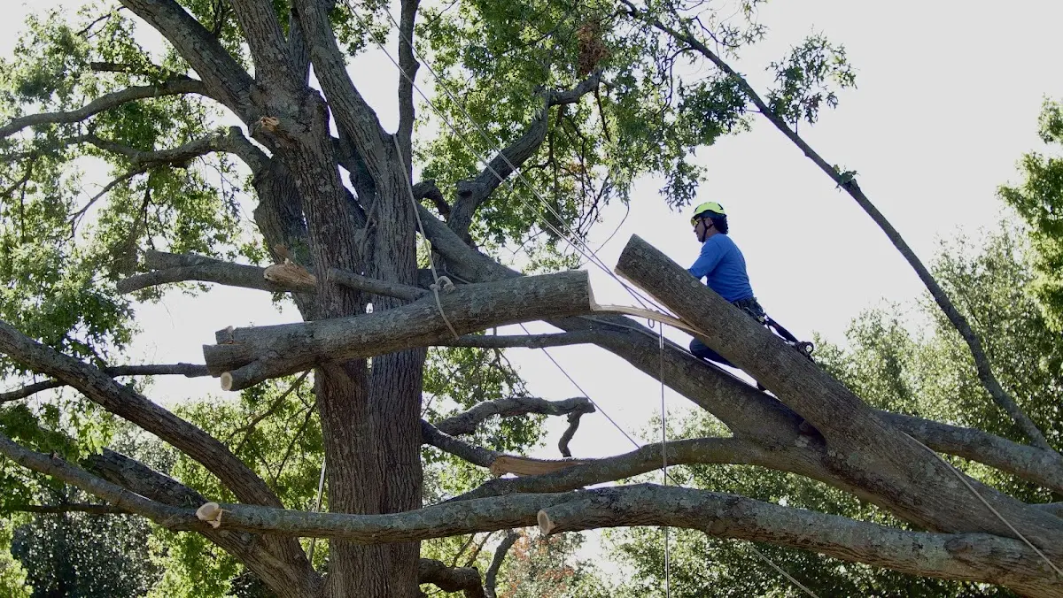 Professional Hazardous Tree Removal performed by certified arborists in Breezewood