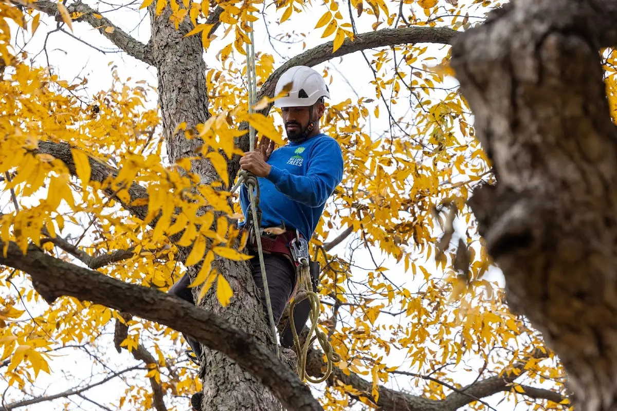 Skilled Tree Pruning crew working in Breezewood
